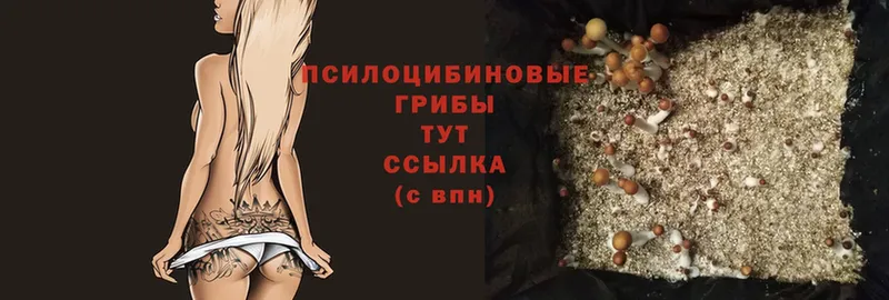 Псилоцибиновые грибы прущие грибы закладки Ардатов